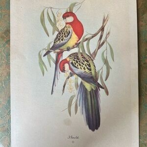 J. Gould Vintage Bird Print Copyright By Sidney Z. Lucas